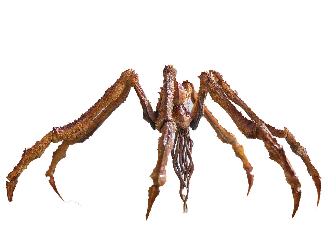 Godzilla X Kong New Empire Exq Basic Scylla 7 In Previews Exclusive Figure